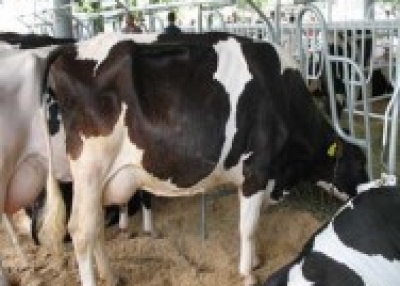 Pregnant Holstein Heifers