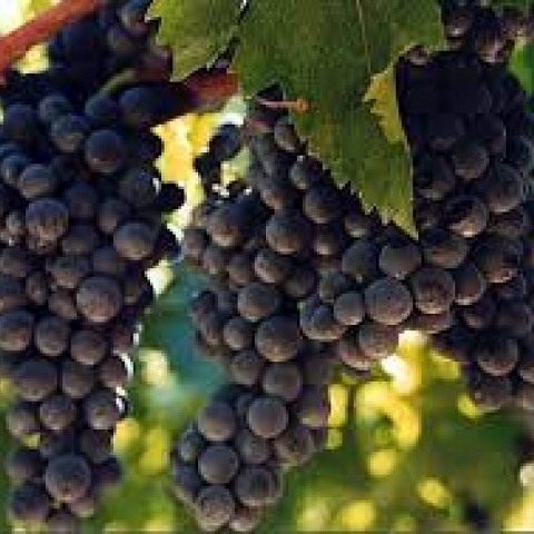 Wine Montepulciano Abruzzo Italy