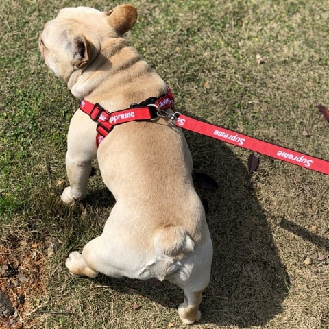 グッチ ブランド ペット秋冬コート＆セーター と Supreme犬牽引ロープ