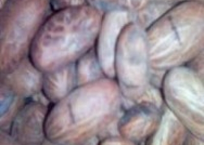 GARCINIA KOLA FOR SALE