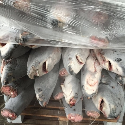 Global Buyer & Suppliers of Frozen meat & Seafood.