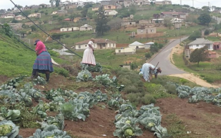 Chinese Farm systems for Africa.