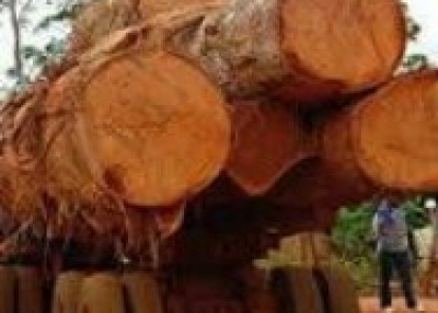 Quality Hard Timber Logs and Saw wood for sale