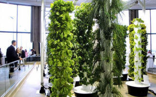 Middle East aeroponics systems in Africa?