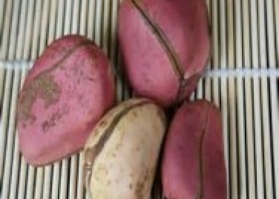  kola nut and bitter kola 