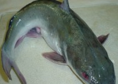 CATFISH FROM NIGERIA!