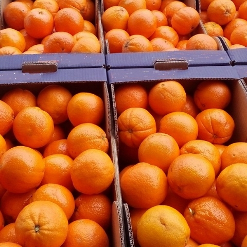 Serbian Fruits and Vegetables