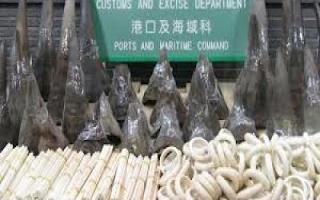 Africa, Plans to combat illegal trade (By Sylodium, international trade directory)