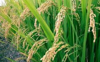 Indonesia will import rice from Cambodia (by Sylodium, international trade directory)