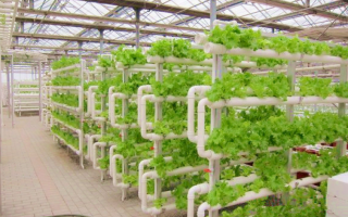 Aeroponic system is the Africa's agriculture future?