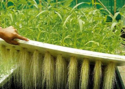 Aeroponics companies in Africa and MENA countries