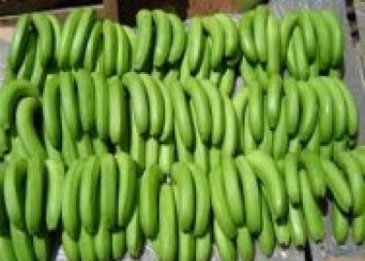 FRESH CAVENDISH BANANA