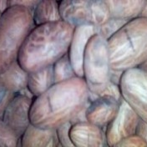 GARCINIA KOLA FOR SALE