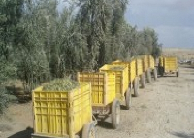 Olive plantations.