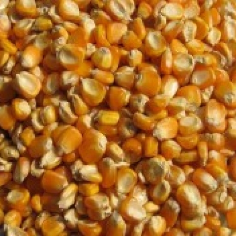 Yellow Corn For Animal Feed