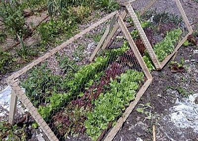 Chicken Wire Mesh Used in Garden as Fence, Raised Bed, Trellis