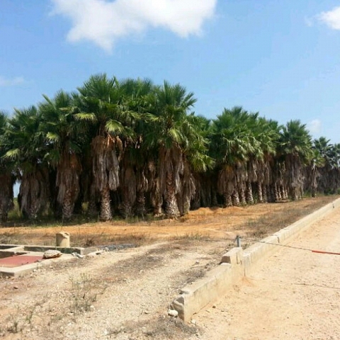 Palm trees for sale. great opportunity for business closing. Big comissions