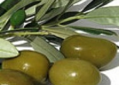 Olives and Olive oil