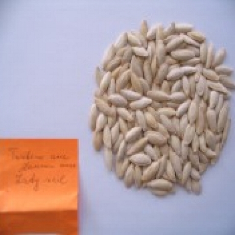 Pumpkin Seeds Type Lady Nail