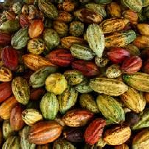  we export cocoa for sale to all countries