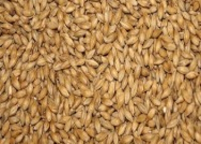 Barley Feed