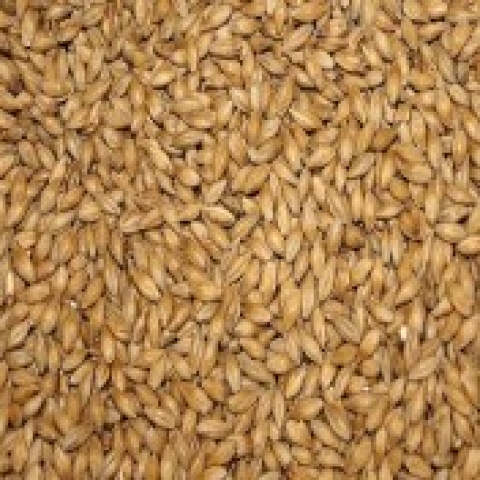 Barley Feed