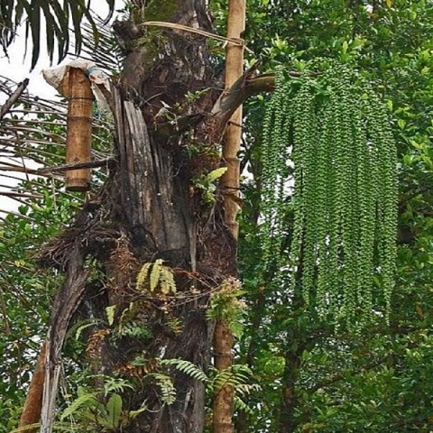 Organic Palm Sugar