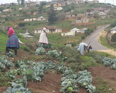 Chinese Farm systems for Africa.