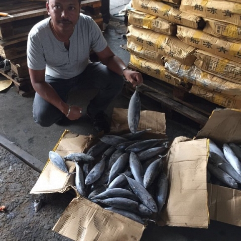 Global Buyer & Suppliers of Frozen meat & Seafood.