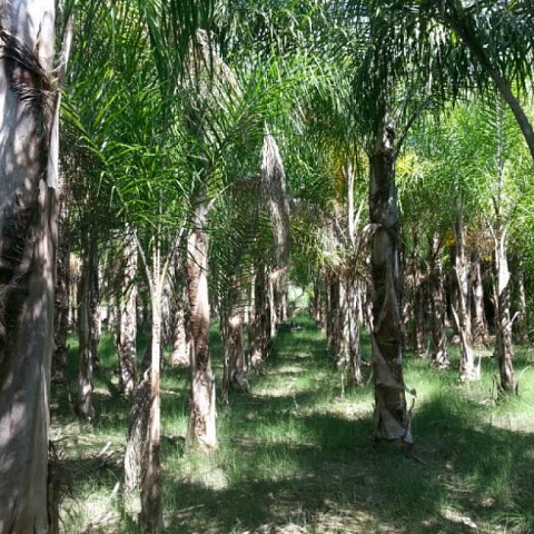 Palm trees for sale. great opportunity for business closing. Big comissions