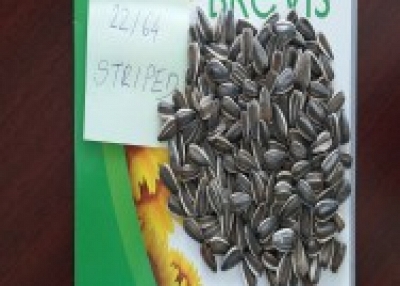 Striped Sunflower Seeds type 22/64 ; 23/64 ; Jaguar XL