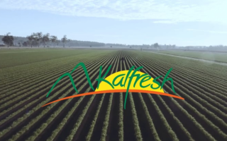 Kalfresh Vegetables, farm into multi-million dollar business