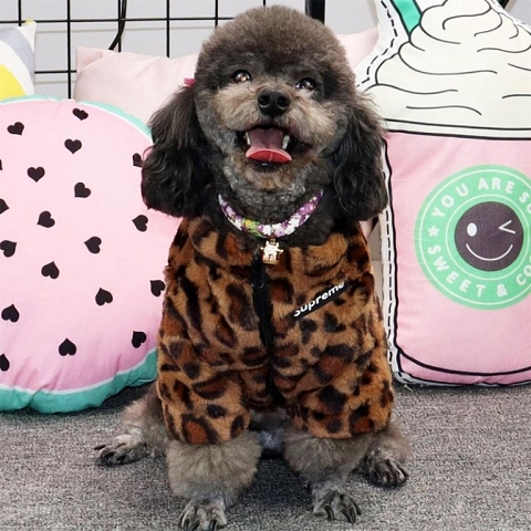 ブランド シュプリーム 犬猫の防寒服 と モスキーノ ペット用首輪セット