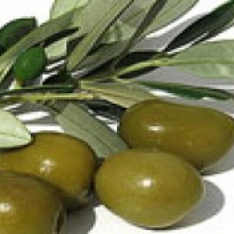 Olives and Olive oil