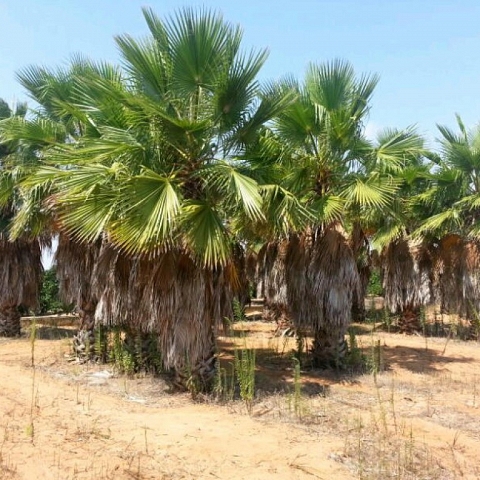 Palm trees for sale. great opportunity for business closing. Big comissions