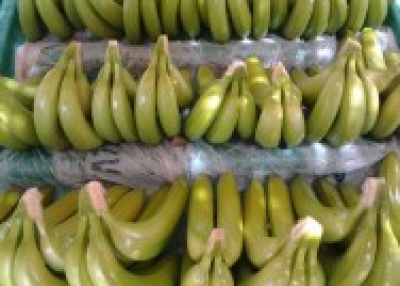 Organic Banana