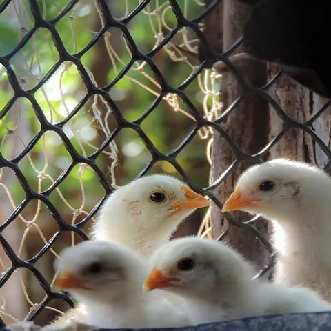 Plastic Mesh