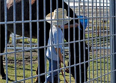 Galvanized Before Welding Horse Panels - No Burrs & Safe