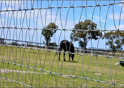 HORSE FENCE