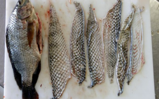 Piel de tilapia para tratar quemaduras graves